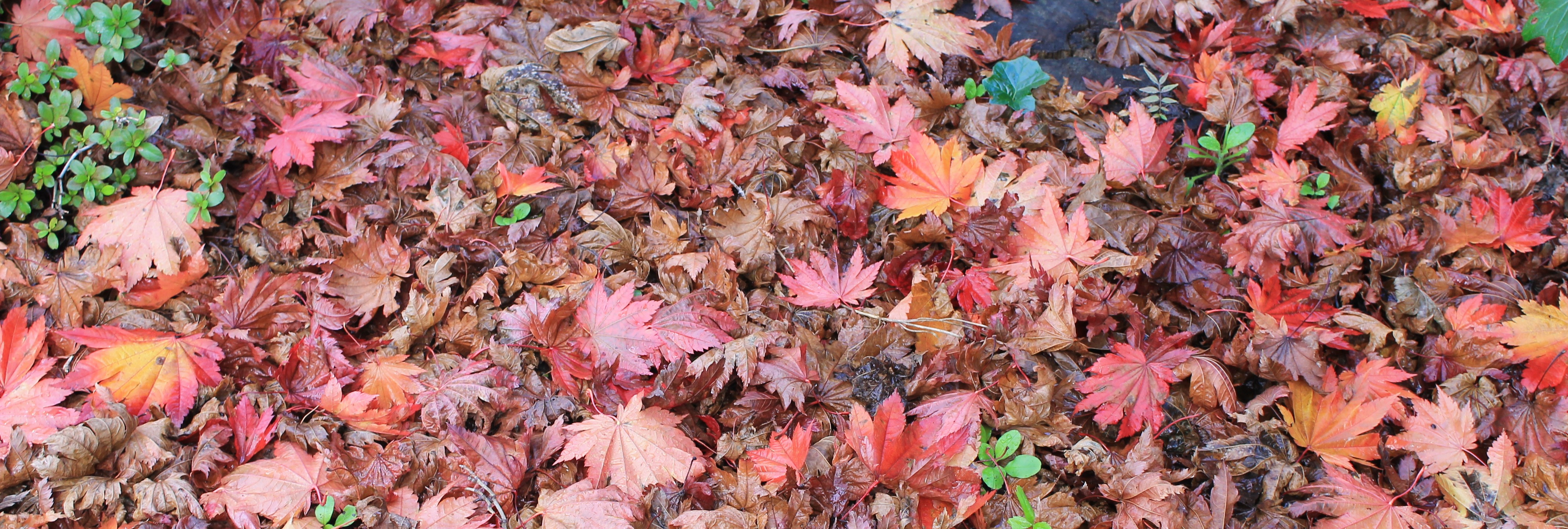 Autumn_(fall)_leaf_litter.jpg