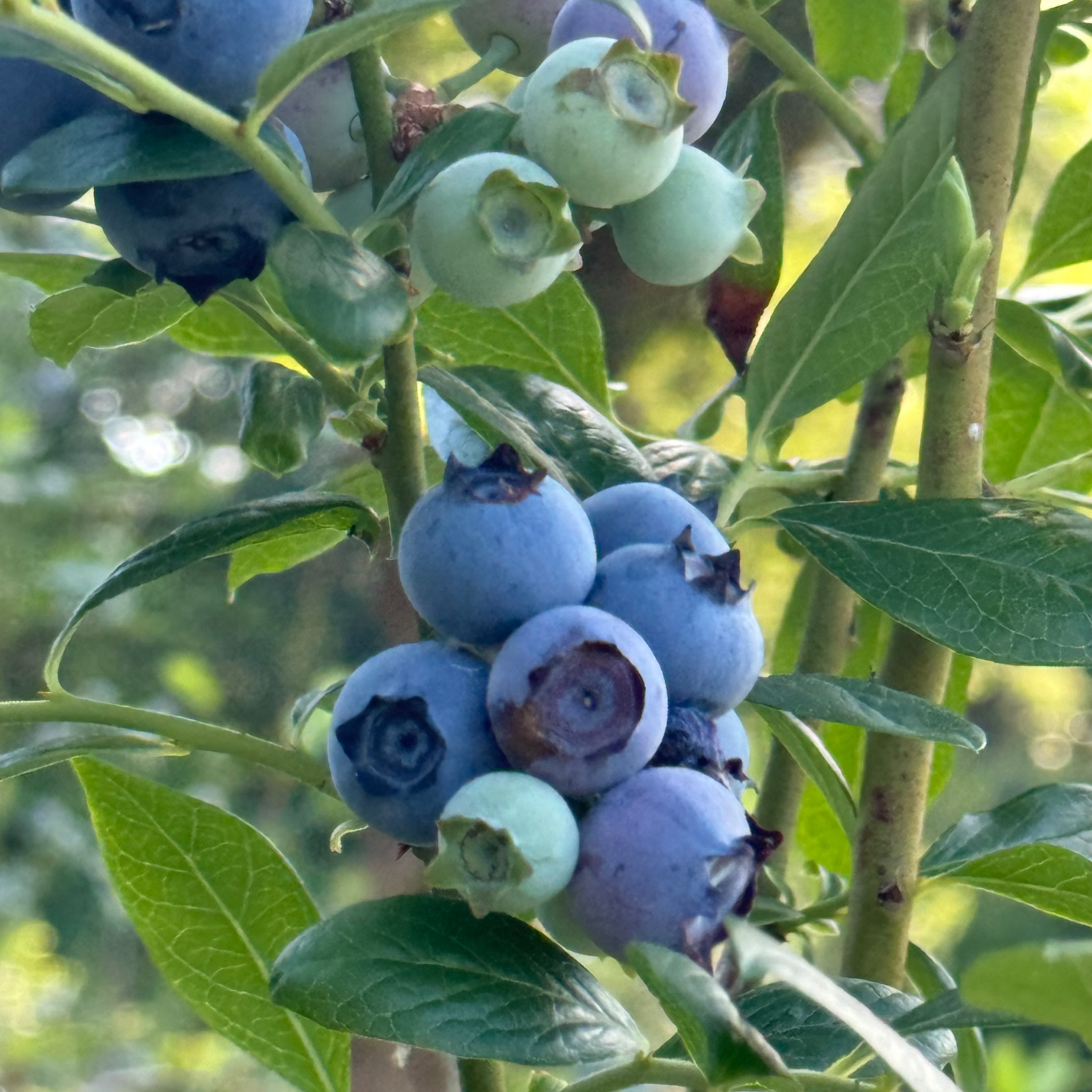 Blueberries.jpeg