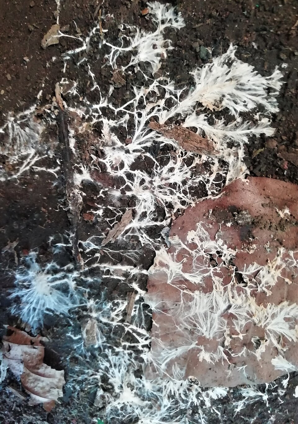 Mycelium_growth,_Chapeltoun,_North_Ayrshire.jpg